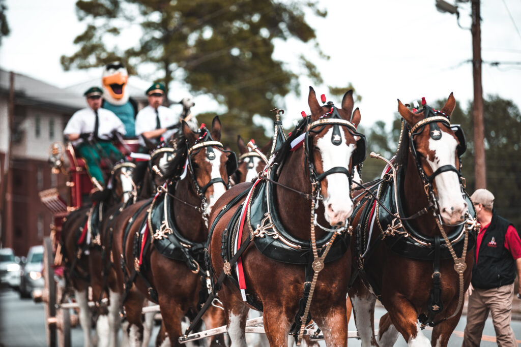 Clydesdales Photography